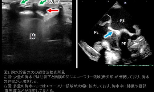 孕妇喝蜂蜜对胎儿好吗-孕妇能喝野生蜂蜜吗-孕妇喝蜂蜜好吗有什么好处,中国孕妇喝野蜂蜜好不好网站